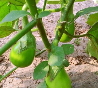 豆瓣酱炒茄条的做法(炒茄条郫县豆瓣酱)图2