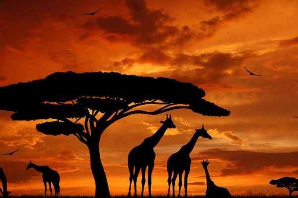 动物的大迁徙在哪个国家