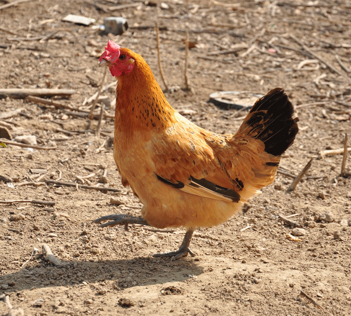 四大香指什么食物好吃图3