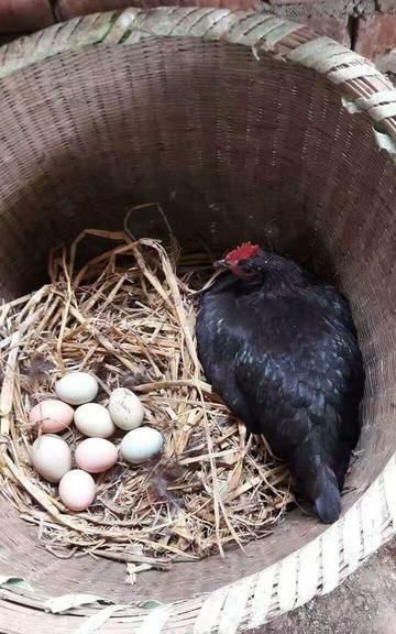 四大香指什么食物好吃图11