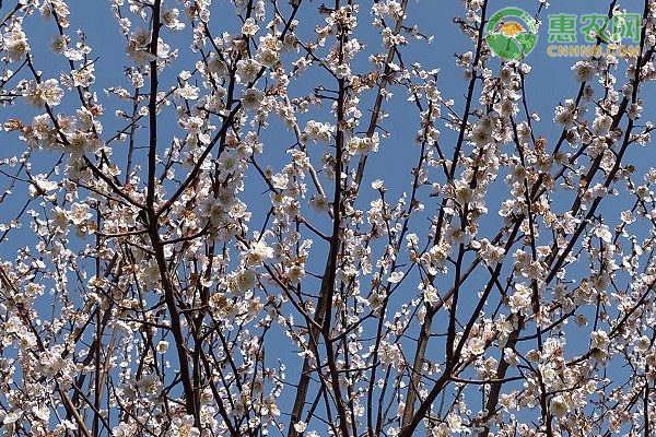 2021年惊蛰是几月几号 惊蛰节气的气候特点是什么