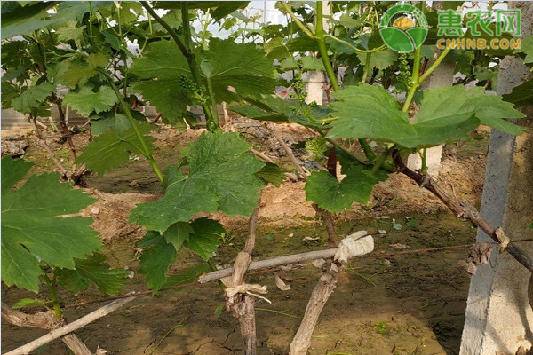 晴王葡萄苗哪里能买到 多少钱一棵