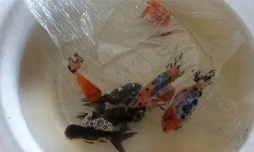 新买的金鱼入缸前处理图3
