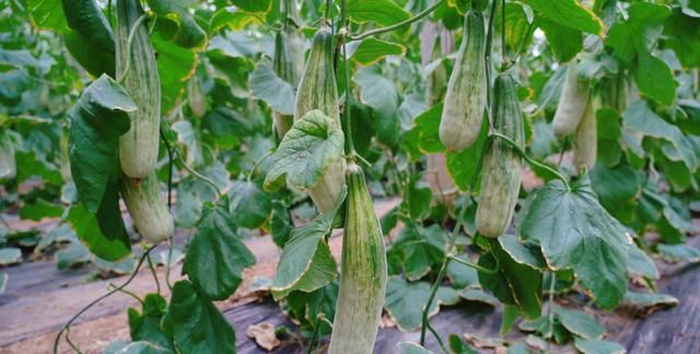 早春第一瓜羊角蜜的正确打开方式图1