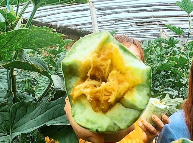 早春第一瓜羊角蜜的正确打开方式图3