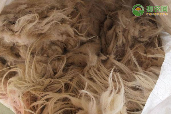 羊绒的种类有哪些 羊绒和羊毛有什么区别