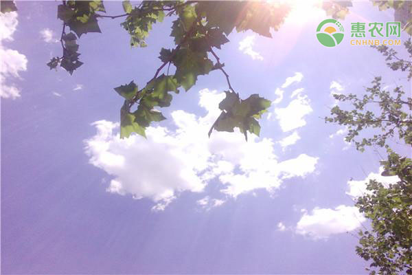 处暑的农谚有哪些 分别是什么意思