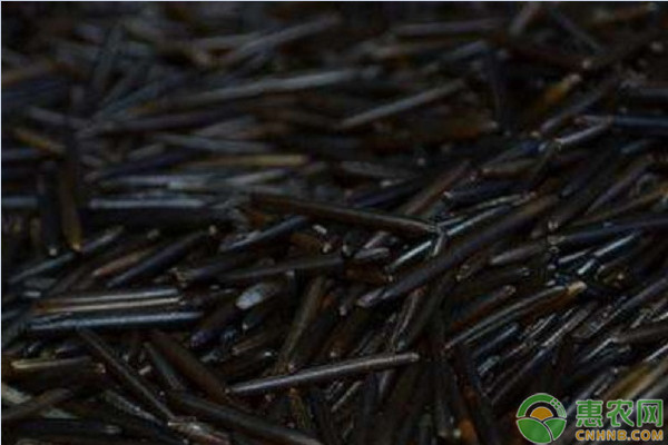 菰米能当饭吃吗 有什么用途