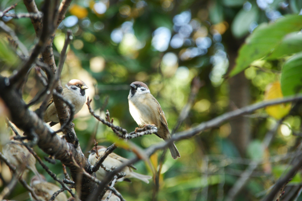 家雀儿是什么鸟