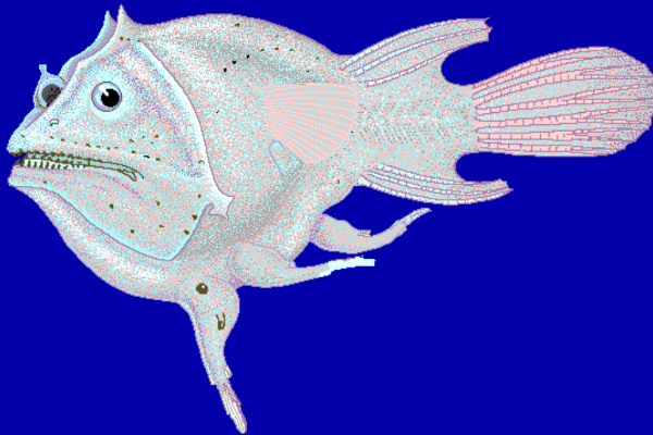 安康鱼是海鱼还是淡水鱼