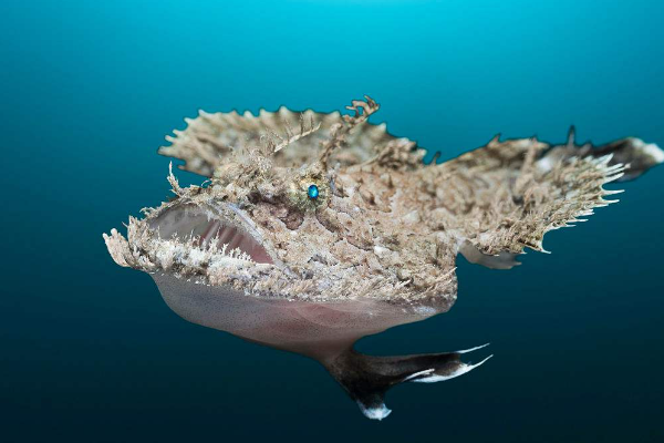 安康鱼是海鱼还是淡水鱼