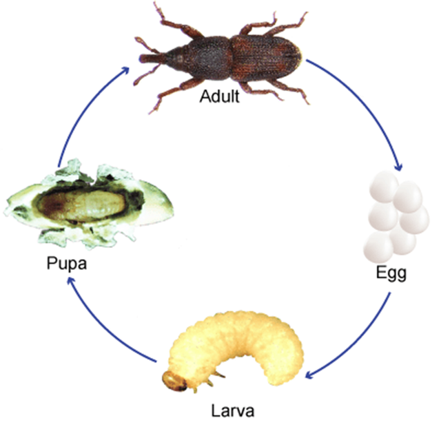 密封包装的大米为何会生虫,密封很好的袋装大米为何会长虫子图2