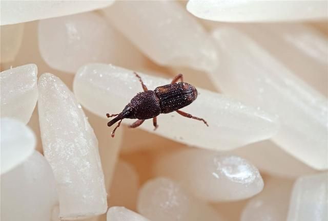 密封包装的大米为何会生虫,密封很好的袋装大米为何会长虫子图3