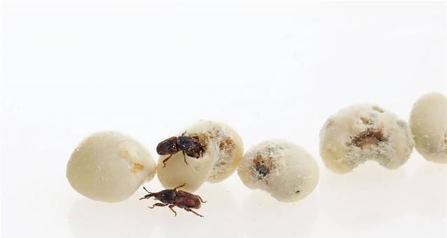 密封包装的大米为何会生虫,密封很好的袋装大米为何会长虫子图4