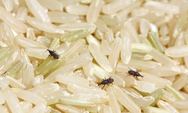 密封包装的大米为何会生虫,密封很好的袋装大米为何会长虫子图6