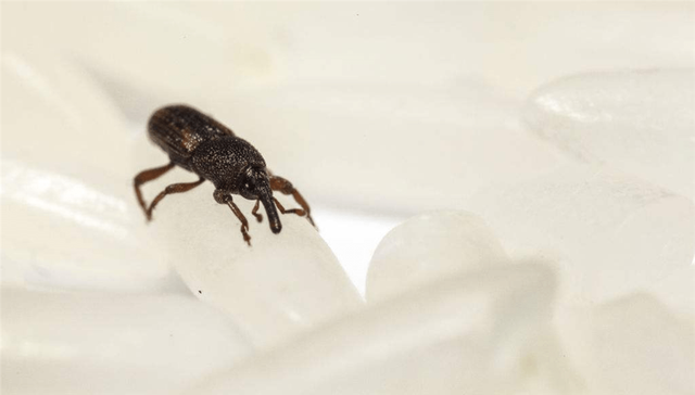 密封包装的大米为何会生虫,密封很好的袋装大米为何会长虫子图8