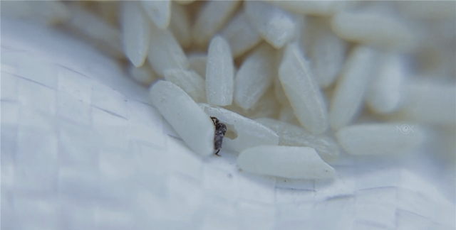 密封包装的大米为何会生虫,密封很好的袋装大米为何会长虫子图10