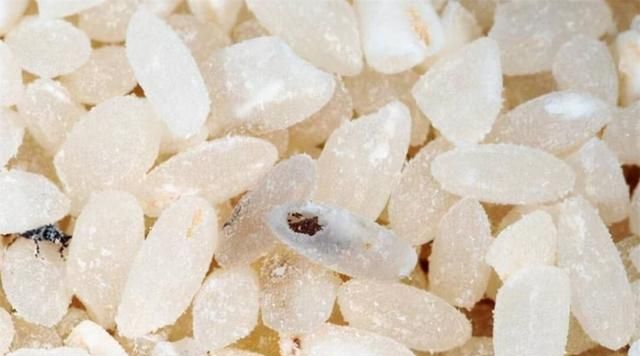 密封包装的大米为何会生虫,密封很好的袋装大米为何会长虫子图11