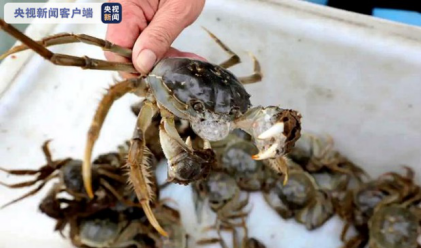 大闸蟹的膏和黄有什么功效,100只阳澄湖大闸蟹蟹黄蟹膏图1