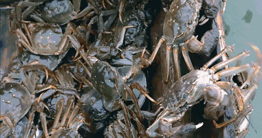 大闸蟹的膏和黄有什么功效,100只阳澄湖大闸蟹蟹黄蟹膏图2