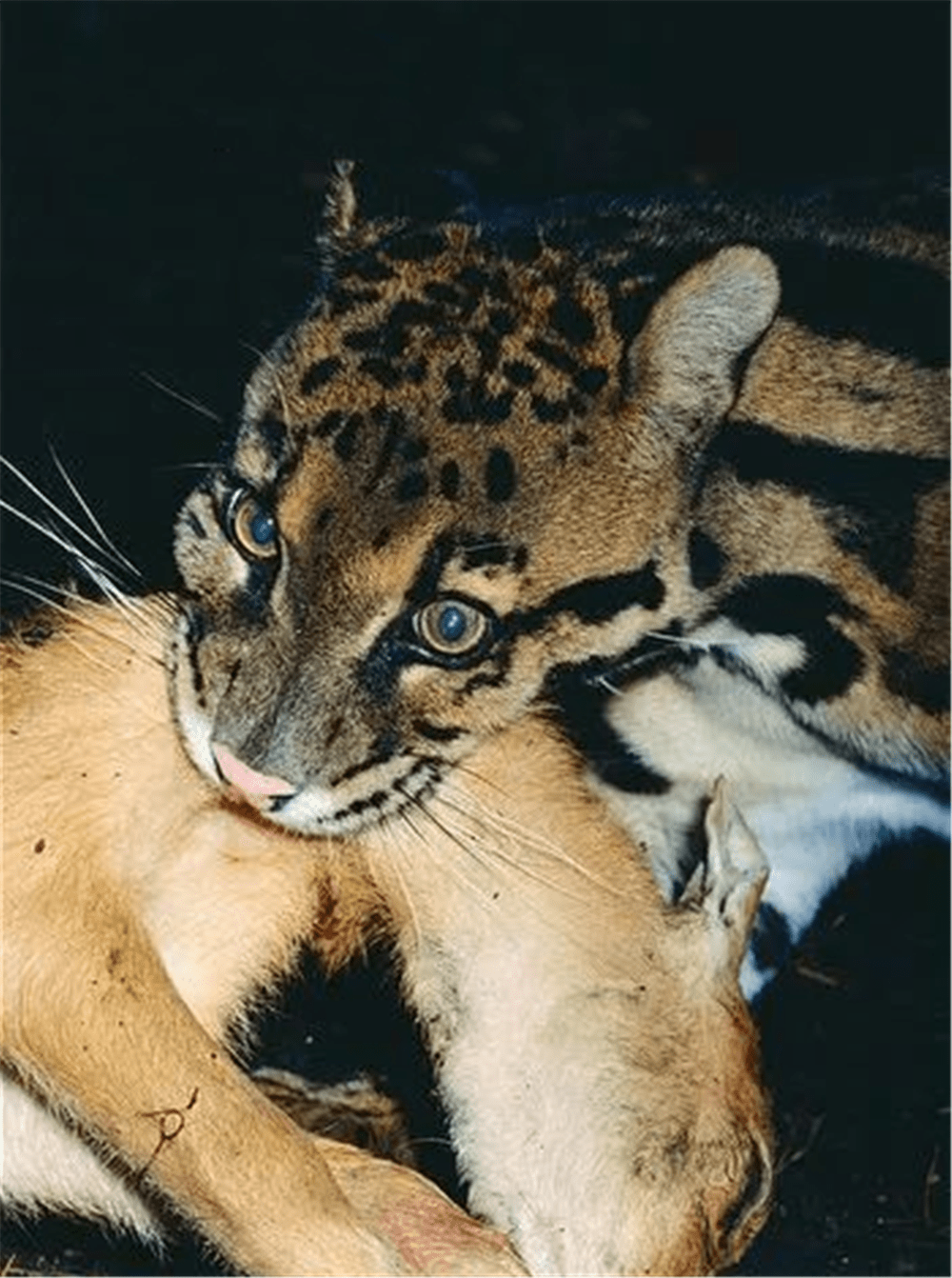 丛林杀手云豹现身,犬齿似剑齿虎,脚踝能转弯,经常捕水鹿逮野猪 丛林杀手云豹现身,犬齿似剑齿虎,脚踝能转弯,经常捕水鹿逮野猪