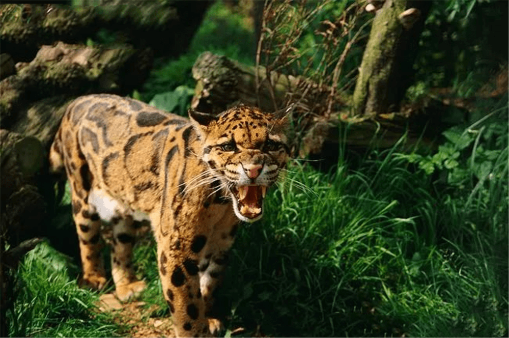 丛林杀手云豹现身,犬齿似剑齿虎,脚踝能转弯,经常捕水鹿逮野猪 丛林杀手云豹现身,犬齿似剑齿虎,脚踝能转弯,经常捕水鹿逮野猪