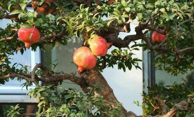 农村院子种什么果树比较好,农村庭院种什么果树最好图1