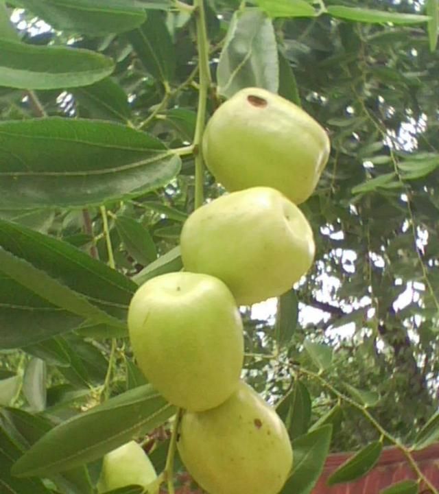 农村院子种什么果树比较好,农村庭院种什么果树最好图4