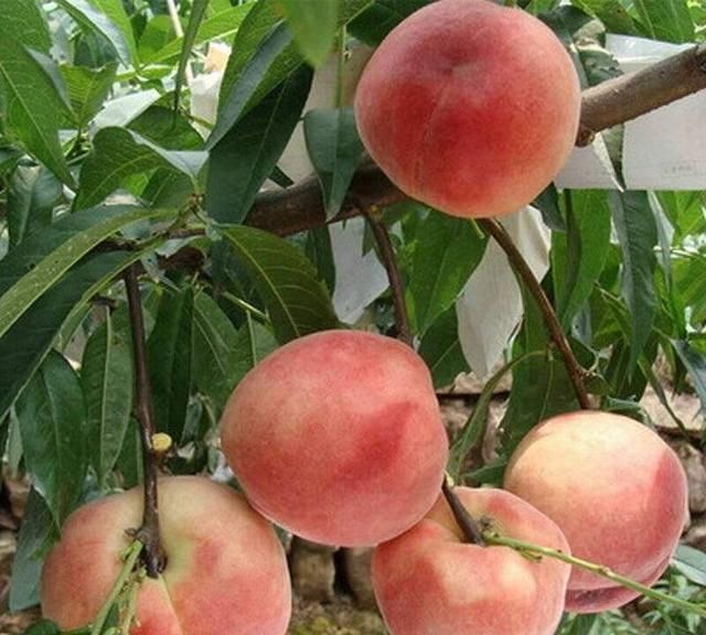 农村院子种什么果树比较好,农村庭院种什么果树最好图6