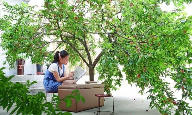 农村院子种什么果树比较好,农村庭院种什么果树最好图7