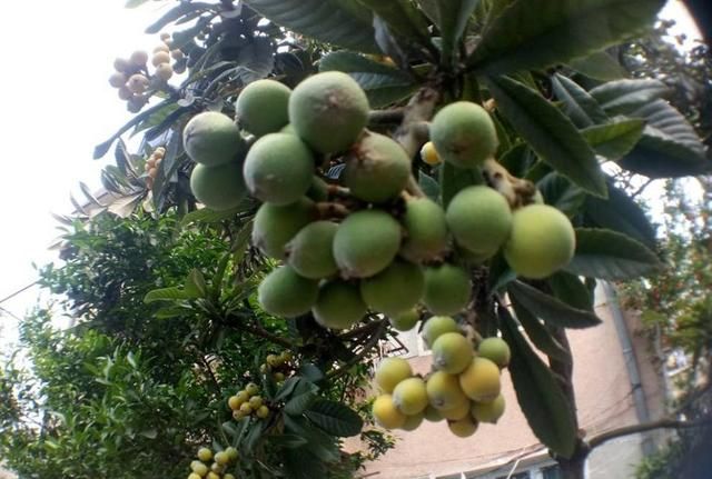 农村院子种什么果树比较好,农村庭院种什么果树最好图8