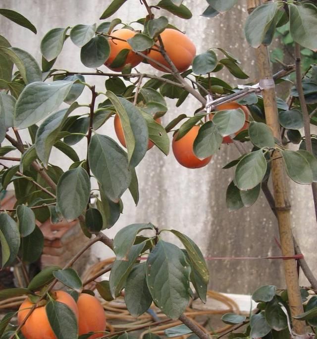 农村院子种什么果树比较好,农村庭院种什么果树最好图9