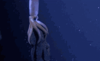 墨鱼喷出的黑色液体,可以用来写字吗图1