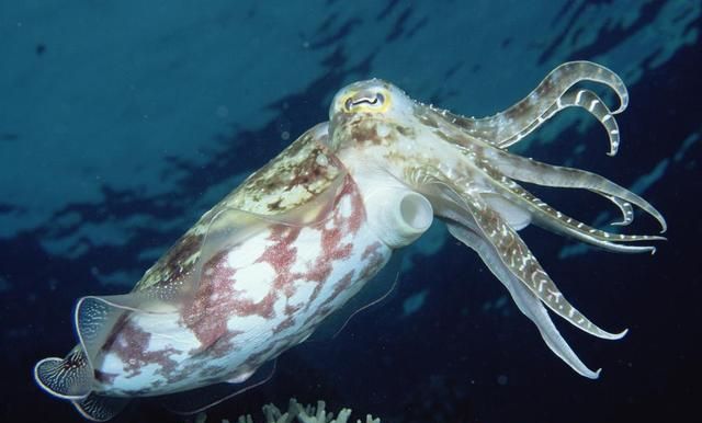 墨鱼喷出的黑色液体,可以用来写字吗图2