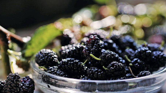 桑葚干泡酒喝有什么功效和作用禁忌图1