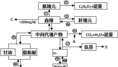 饿肚子的时候是在消耗脂肪吗(饿肚子会消耗腹部脂肪吗)图2