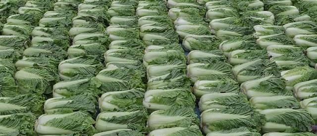原来保存白菜这么简单,放3个月都新鲜不腐烂,快学学吧图6