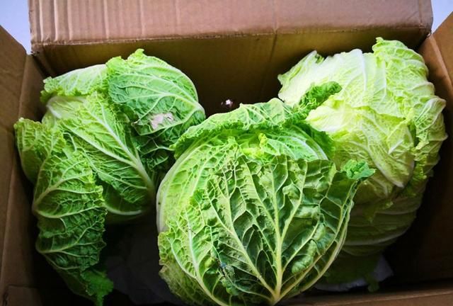 原来保存白菜这么简单,放3个月都新鲜不腐烂,快学学吧图7