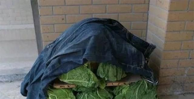 原来保存白菜这么简单,放3个月都新鲜不腐烂,快学学吧图8