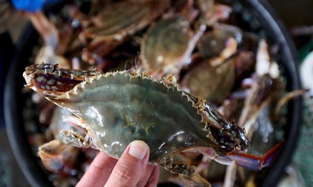 梭子蟹怎么放冰箱保存才新鲜呢 梭子蟹怎么保存在冰箱