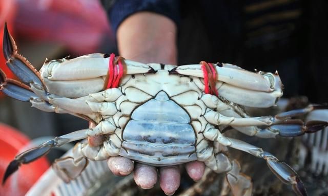 梭子蟹怎么放冰箱保存才新鲜呢(梭子蟹怎么保存在冰箱)图3