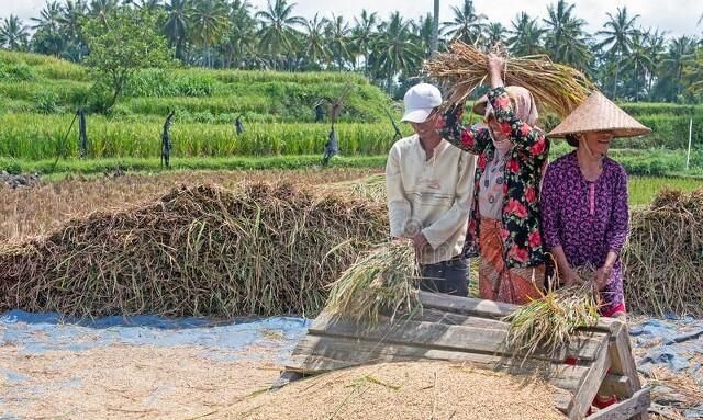 米面中的虫子从哪儿来的,该如何预防呢图1