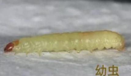 米面中的虫子从哪儿来的,该如何预防呢图4