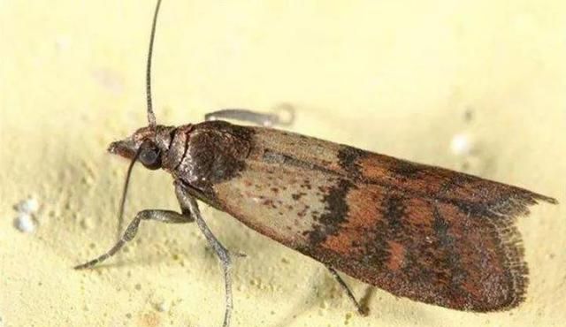 米面中的虫子从哪儿来的,该如何预防呢图5