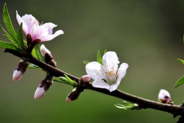 关于春天的谚语