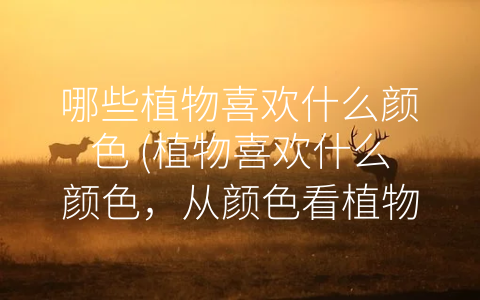 哪些植物喜欢什么颜色 (植物喜欢什么颜色，从颜色看植物的性格与特点)