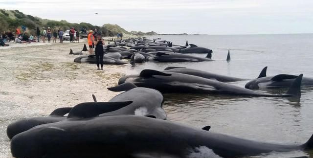 海豚和鲸鱼为什么是哺乳动物图7