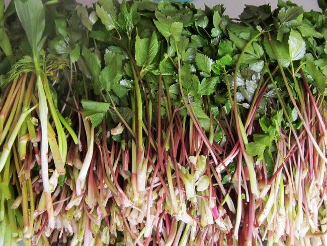 东北山上宝贝真不少!它也叫芹菜却比芹菜美味!满满都是儿时记忆 狗蛋儿_洛克王国艾莉儿蛋_农门娇女 萧儿美蛋