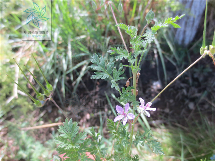 东北山上宝贝真不少!它也叫芹菜却比芹菜美味!满满都是儿时记忆 狗蛋儿_洛克王国艾莉儿蛋_农门娇女 萧儿美蛋