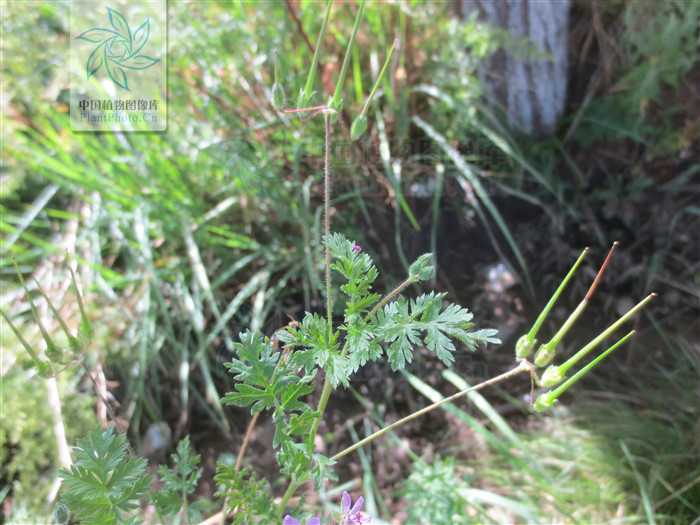 东北山上宝贝真不少!它也叫芹菜却比芹菜美味!满满都是儿时记忆 农门娇女 萧儿美蛋_洛克王国艾莉儿蛋_狗蛋儿
